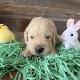 Walker - Light golden male Golden Retriever puppy in Chandler, Arizona from Az K9 Companions