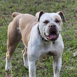 Gator - Bulldog