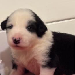 Boy two-Joshua - Black and white male Border Collie puppy in Roanoke, Virginia from Romestar performance K9