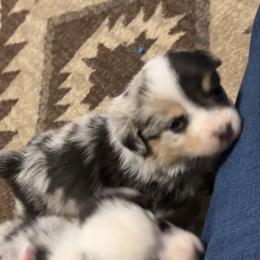 Boy 1 - Blue merle and white male American Corgi puppy in Payson, Illinois from Creek Farm Corgis