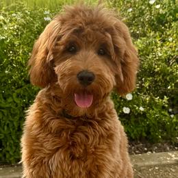 Maple - Goldendoodle