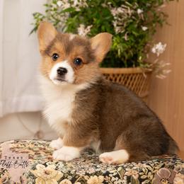 Stripes - Sable male Pembroke Welsh Corgi puppy in Keene, Texas from Texas Fluff Butts and Friends