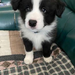 Border Collie Puppies from Christine's Border Collies