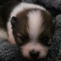 Adkpom Scout AKC Orange Sable Parti 3250 - Orange parti male Pomeranian puppy in Gloversville, New York from ADKPOM Adirondack Pomeranians