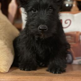 Irish Terrier and Scottish Terrier Puppies from Avonlea Terriers