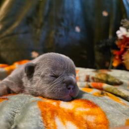 Hazel - Blue fawn female French Bulldog puppy in Columbia Falls, Montana from Glacier French Bulldogs of Montana