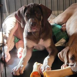 Merlot - Chocolate female Great Dane puppy in Monroe County, Pennsylvania from Poke-A-Nose Danes