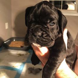 Boxer Puppies from Haus Tschiderer boxers