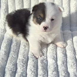 ALICE - White and black female Pembroke Welsh Corgi puppy in Walker, Iowa from Double K Corgis