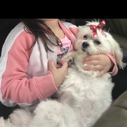 Nova - Maltese