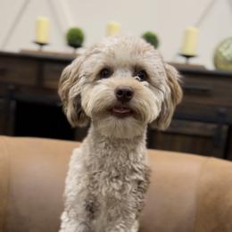 Zo zo - Goldendoodle