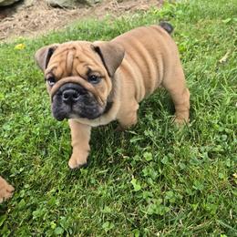 Bulldog Puppies from Grace's Bulldogs