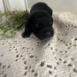 Cockapoo and Dachshund Puppies from Cochran's Cockapoo's