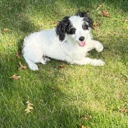 Chloe - Black and white female Bernedoodle puppy in Coventry, Rhode Island from Timber Trail Bernedoodles RI