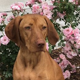 Reka - Vizsla