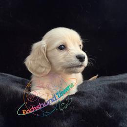 Saturn - Cream male Dachshund puppy in Peyton, Colorado from Dachshund Universe