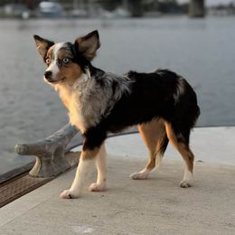 Noach - Blue merle female Miniature Australian Shepherd puppy in Visalia, California from Yours Beloved Mini Aussies