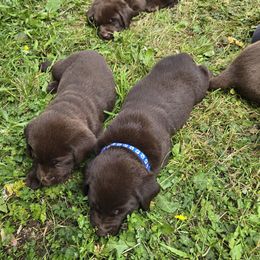 Labrador Retriever Puppies from Tahoma Sunrise
