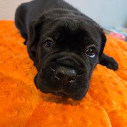 Megara - Black female Cane Corso puppy in St. Augustine, Florida from RG2 Cane Corsos