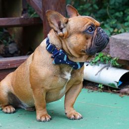 Attie - French Bulldog