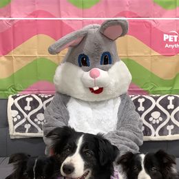 Border Collies and Pointers from LINWALD