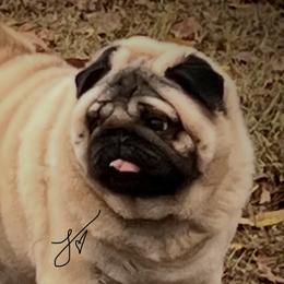 French Bulldogs and Pugs from Lyons Heart Pups