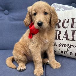 Poppy - Cream female Goldendoodle puppy in The Woodlands, Texas from Gracie's Goldendoodles and Bernedoodles