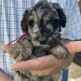 Pepper - Merle female Bernedoodle puppy in Cody, Wyoming from Yellowstone Breeders