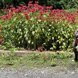 American Bullies and Poodles from Mosswood