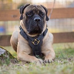 Bullmastiffs from Caro Bullmastiffs