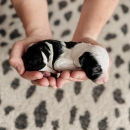 Ross. - Black and white male Sheepadoodle puppy in Wabash, Indiana from DOODCompany