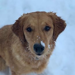 Guppy  - Golden Retriever