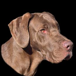 Dove - Great Dane
