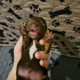 Boy 3 - Chocolate and tan male Dachshund puppy in New Castle, Colorado from Shaffers low riding weiners