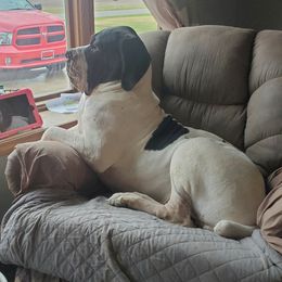 Great Danes from Swanger Danes