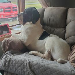 Great Danes from Swanger Danes