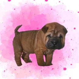 Rose - Red fawn female Chinese Shar-Pei puppy in Bakersfield, California from Cashmerewrinkles