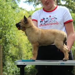 Teal Girl - Yellow female Dutch Shepherd puppy in Battle Ground, Washington from van Horushuis Dutch Shepherds