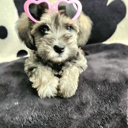 Violet - White female Schnoodle puppy in Tucson, Arizona from Smart Schnauzers & Schnoodles