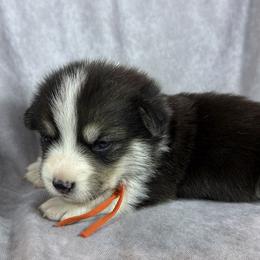 Orange Collar Female - Black and tan female Pembroke Welsh Corgi puppy in Victoria, Texas from Clear Creek Corgis