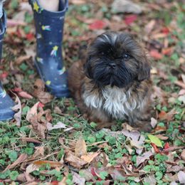 Autumn Breeze Crisp - Brindle male Shih Tzu puppy in Cartersville, Georgia from Autumn Breeze Shih Tzus and Friends