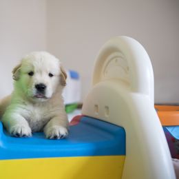 Golden Retriever Puppies from Honeysweet Goldens