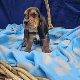 Puddin Paws - Black brown and white male Basset Hound puppy in Big Rapids, Michigan from Basket Hound Bassets