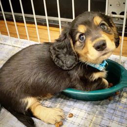 Dachshund Puppies from Gypsy Miniature Dachshunds