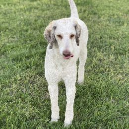 Sadie  - Poodle