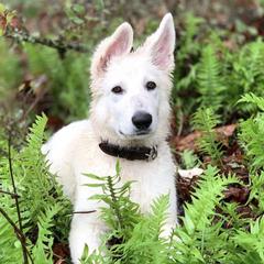 Berger Blanc Suisse Puppies from Moro Shepherds