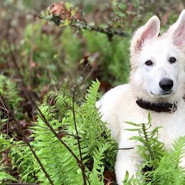 Berger Blanc Suisse Puppies from Moro Shepherds
