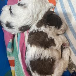Lagotto Romagnolo Puppies from Fino Lagotto