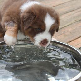 Australian Shepherd Puppies from Starlit Grove Australian Shepherds