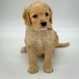Leah - Goldendoodle puppy in Lancaster, Minnesota from North Star Dog Training